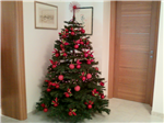 il mio albero