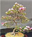 bonsai in fiore